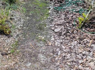 Weeding by Permon Riggins for Irene s. in Celebration, FL