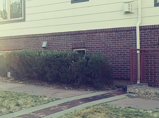 Bush Trimming by Marsha Fosnight for Peter W. in Denver, CO