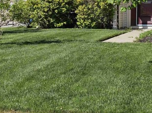 Jeremy D.'s Grass Cutting service result