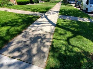 Tory M.'s Lawn Care service result