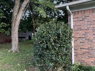 Bush Trimming by Xavier Haygood for Christina B. in Madison, AL