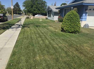 Ian B.'s Lawn Care service result