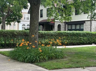 Bush Trimming by Charles Lewis for Judy B. in Detroit, MI