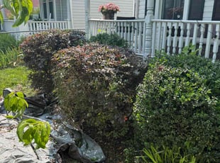 Bush Trimming by D Mitchell for Nate J. in Richmond, VA