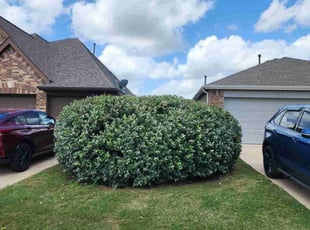 Bush Trimming by Bryant Infante Baez for Carolyn J. in Manor, TX