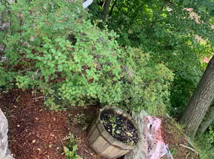 Bush Trimming by Andrew Perch for Kathy B. in Worcester, MA