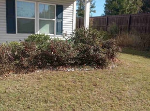 Bush Trimming by Lee Rickett for Daniel T. in Charlotte, NC