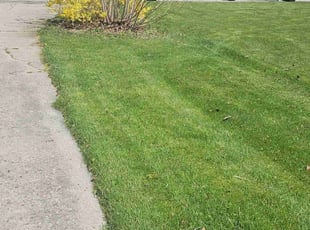 Ceidy H.'s Lawn Mowing service result