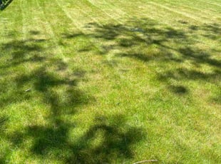 David W.'s Lawn Maintenance service result