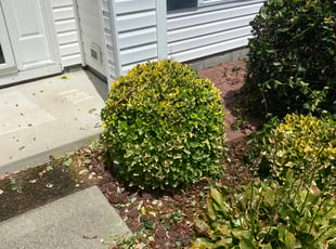 Bush Trimming by Andree Dualan for Lenora T. in Virginia Beach, VA