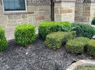 Weeding by Severa Rosie Lara for Laura F. in Euless, TX