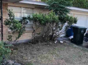 Bush Trimming by Marty Heath for John H. in Corpus Christi, TX