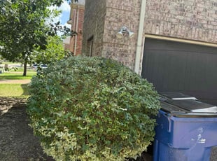 Bush Trimming by Junior G for Shannon J. in Frisco, TX