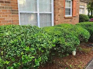 Bush Trimming by Isaiah Cuthbertson for Regina Y. in Charlotte, NC