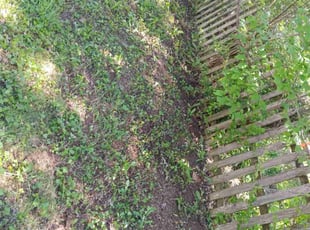 Leaf Removal by Robert Boster for Todd L. in Columbus, OH