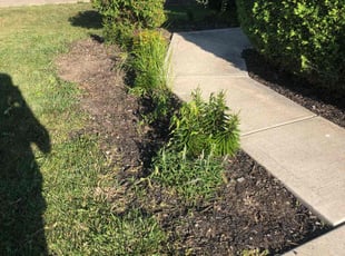 Weeding by Steve Johnson for Alaina H. in Columbus, OH