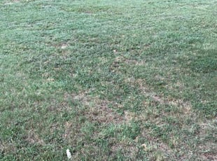 Bush Trimming by Anne Shepard for Vicky H. in Haslet, TX