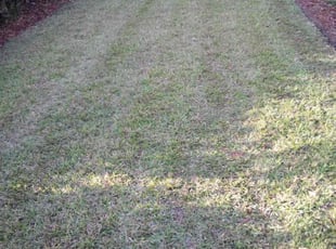 Sara D.'s Lawn Mowing service result