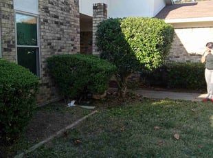 Bush Trimming by Gralin Johnson for Helen W. in Fort Worth, TX