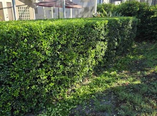 Bush Trimming by Jon Mccormick for Bill L. in DeBary, FL