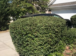Bush Trimming by Joseph Calaway for Ana B. in Charlotte, NC