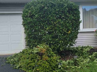 Derrick G.'s Bush Trimming service result