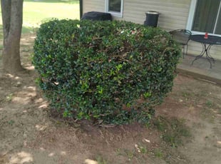 Bush Trimming by Ismael Galvez for Michael S. in Pineville, NC