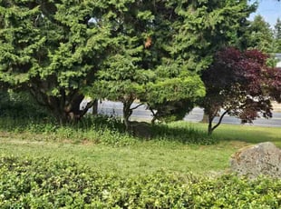 Bush Trimming by Nicholas Cortes for Suzanne M. in Kirkland, WA