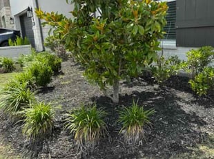 Weeding by Paulo PereZ for Tayzia M. in Cypress, TX