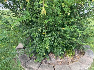Weeding by Apolinar Acevedo for Lori M. in Gonzales, LA