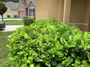 Bush Trimming by Mila Boza for Payton D. in Clermont, FL