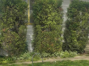 Bush Trimming by Robert Dowdy for Jawanze H. in Milwaukee, WI
