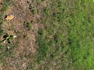 Cleanups by jean dopavogui for Esther D. in New Haven, CT