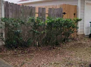 Bush Trimming by Juan Guzman for Daniel W. in Missouri City, TX