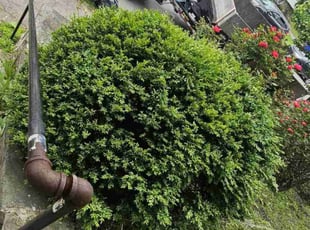 Bush Trimming by Branden Eakle for Gail H. in Scranton, PA
