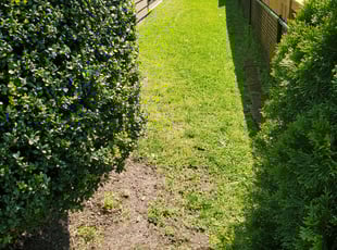 Bush Trimming by Douglas Rivas for Charles O. in Washington, DC