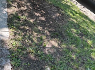Leaf Removal by Ryan Cooper for Leanda C. in Grand Rapids, MI