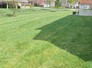 Ann L.'s Yard Cutting service result