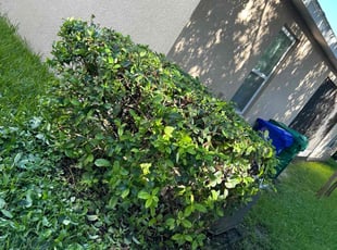 Bush Trimming by John Weber for Andrew S. in Davenport, FL