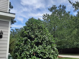 Bush Trimming by Michael steele for a a. in Cary, NC