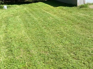 Colleen H.'s Grass Cutting service result