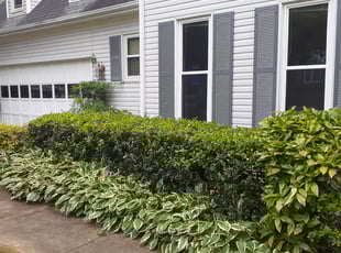 Bush Trimming by Paul Driver for Amanda B. in Greensboro, NC