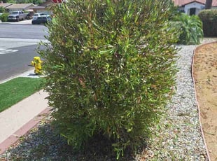 Bush Trimming by Juan Gomez for Joe F. in Simi Valley, CA
