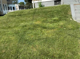 Ana H.'s Lawn Service service result