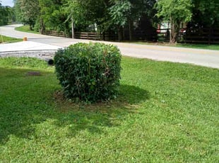 Bush Trimming by Kyle Marlin for Elizabeth E. in Chattanooga, TN