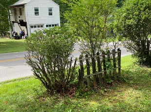 Bush Trimming by Dimitruis Casey for Rhonda F M. in Roanoke, VA