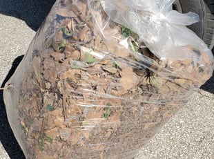 Leaf Removal by Andrew Casares for Celeste M. in Houston, TX