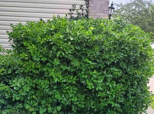 Bush Trimming by Gavin Rogers for Monica H. in Lexington, KY