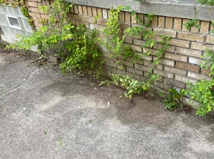 Leaf Removal by Ricardo Binyard Jr for Kali B. in Detroit, MI