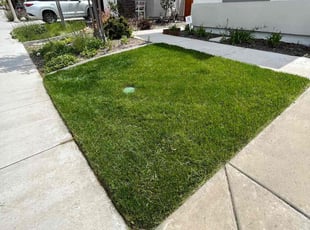 Regina B.'s Lawn Mowing service result